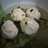 Bakso Tahu Kuah