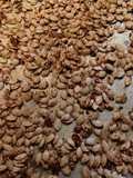 Roasted Pumpkin Seeds