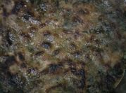 A picture of stuffed paratha