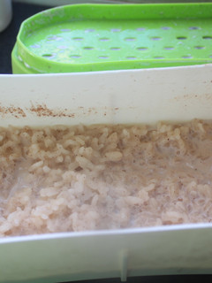 Una foto de Arroz con leche al microondas