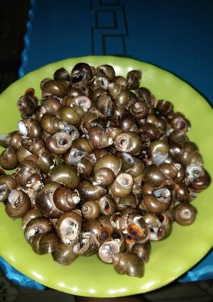 Hình của món Ốc đắng luộc.
