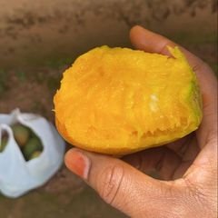 A picture of Mango.