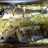 Lubina al horno