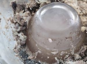 Foto resep Chicken Essence (murni tanpa air)