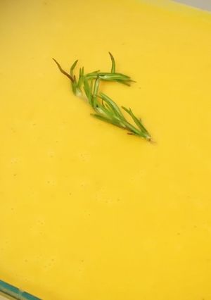 Foto principal de Puré fino de calabaza