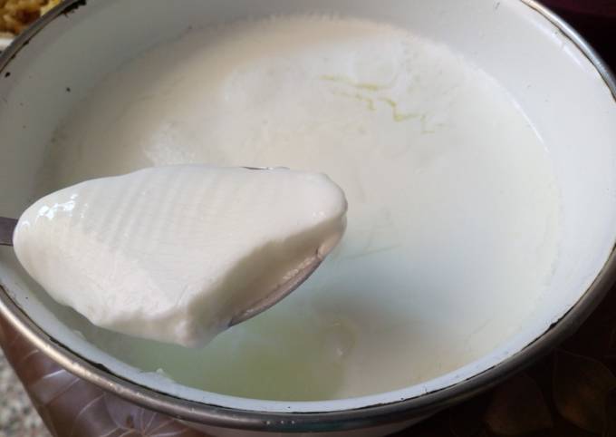 Homemade Dahi (Yoghurt)