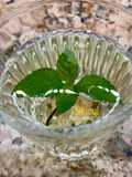 Fresh Mint Tea