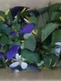 Spring Garden Herb Mix for Salads and Soups