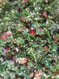 Tabule