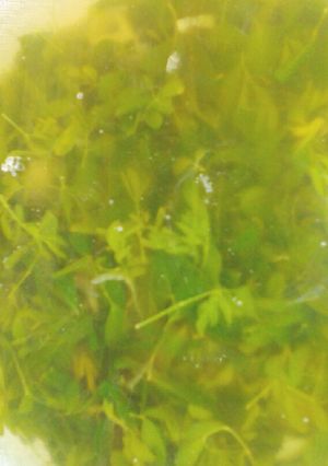 Foto resep 71. Sayur kelor