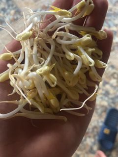Hình của món Trồng giá đỗ đơn giản.