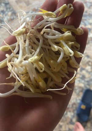 Hình của món Trồng giá đỗ đơn giản.