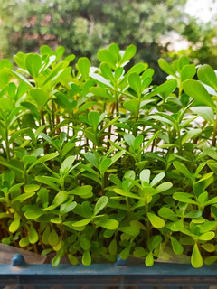 عکسی از دستور کاشت سبزی خرفه در سبد میوه