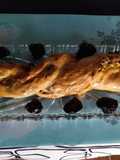 Trenza de hojaldre con natillas y frutos secos