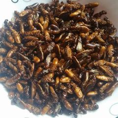 A picture of Roasted termites.