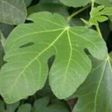 Infusión de hoja de higuera
