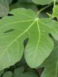 Infusión de hoja de higuera