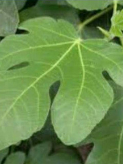 Una foto de Infusión de hoja de higuera