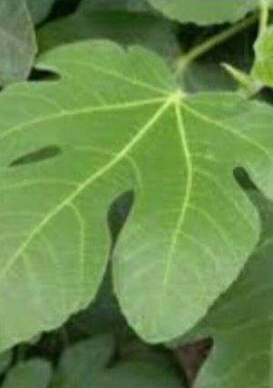 Una foto de Infusión de hoja de higuera