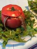 Tomates roses « pieuvres » aux carottes et anchois sur pissenlit du jardin