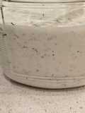 Ranch Dressing (WS)