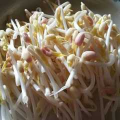 22. Taoge/kecambah homemade রেসিপির প্রধান ছবি