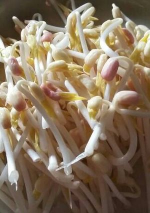 Foto resep 22. Taoge/kecambah homemade