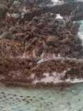 TORTA TIPO SELVA NEGRA 😍