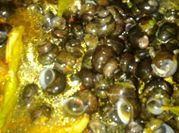 Gambar keong bumbu kuning