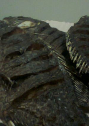 A picture of Fried Fish.
