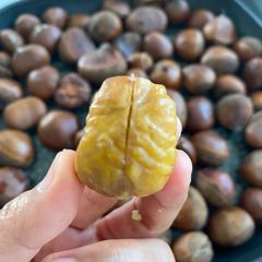 A picture of Perfect Roasted Chestnut 🌰.