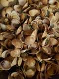 Vongole lupino