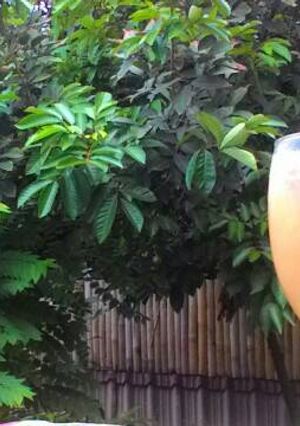 Foto resep Jus martabe