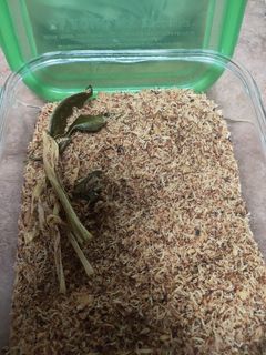 Foto resep Serundeng kelapa