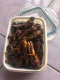 Crispy spicy grasshopper