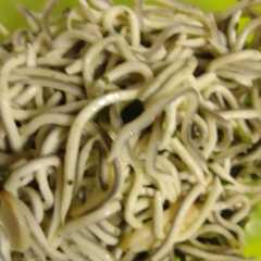 Una foto de Gulas al ajillo con espinacas