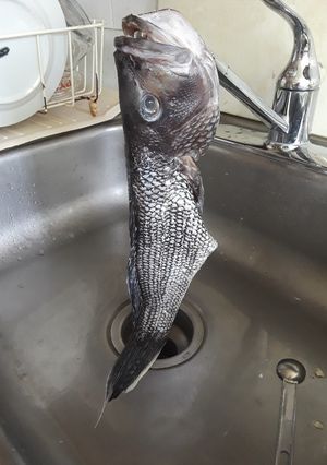 A picture of Black Sea Bass.