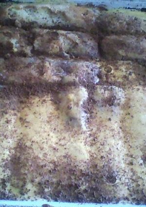 Una foto de Postre Borracho
