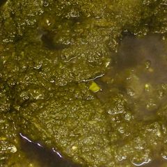 A picture of Palak gosht.