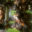 Lele Mujaer bakar teflon sambel bawang