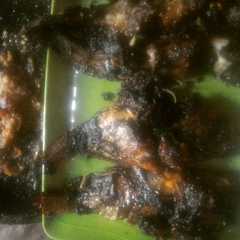 รูปของ Lele Mujaer bakar teflon sambel bawang