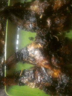 Foto resep Lele Mujaer bakar teflon sambel bawang