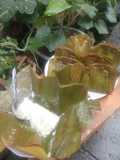 Bungko nasi menir prochiz cheddar cheese