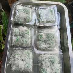 รูปของ Klepon enak empuk