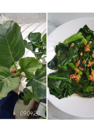 Foto resep Tumis kailan saos tiram