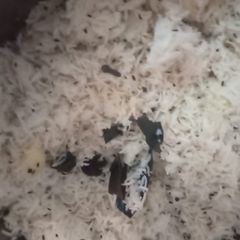 A picture of Jeera rice.