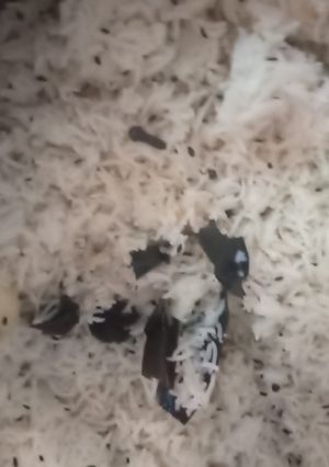 A picture of Jeera rice.