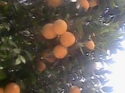 Una foto de batido de plátano y jengibre