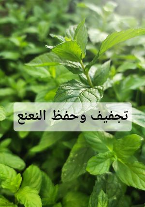 صورة لوصفة تجفيف وحفظ النعناع 🍃🍃