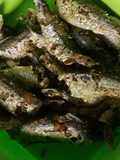 Ikan tembang goreng